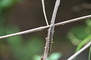 Harpaphe haydeniana millipede. Its common names  yellow spotted millipede, almond scented millipede and  cyanide millipede. This is a species of polydesmidan or flat-backed millipede.