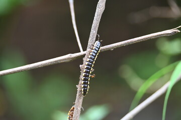 Harpaphe haydeniana millipede. Its common names  yellow spotted millipede, almond scented millipede and  cyanide millipede. This is a species of polydesmidan or flat-backed millipede.