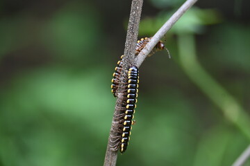 Harpaphe haydeniana millipede. Its common names  yellow spotted millipede, almond scented millipede and  cyanide millipede. This is a species of polydesmidan or flat-backed millipede.