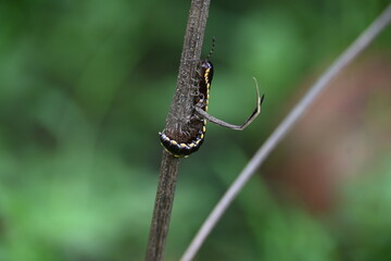 Harpaphe haydeniana millipede. Its common names  yellow spotted millipede, almond scented millipede and  cyanide millipede. This is a species of polydesmidan or flat-backed millipede.