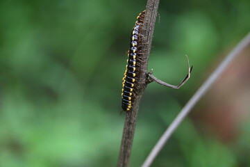 Harpaphe haydeniana millipede. Its common names  yellow spotted millipede, almond scented millipede and  cyanide millipede. This is a species of polydesmidan or flat-backed millipede.