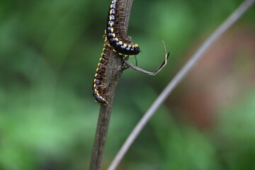 Harpaphe haydeniana millipede. Its common names  yellow spotted millipede, almond scented millipede and  cyanide millipede. This is a species of polydesmidan or flat-backed millipede.