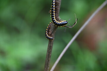 Harpaphe haydeniana millipede. Its common names  yellow spotted millipede, almond scented millipede and  cyanide millipede. This is a species of polydesmidan or flat-backed millipede.
