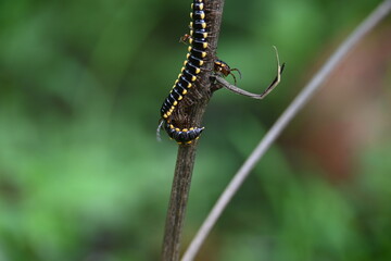 Harpaphe haydeniana millipede. Its common names  yellow spotted millipede, almond scented millipede and  cyanide millipede. This is a species of polydesmidan or flat-backed millipede.