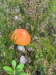 Aspen mushroom in the forest.