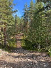 path in the woods in Finland