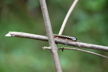 Harpaphe haydeniana millipede. Its common names  yellow spotted millipede, almond scented millipede and  cyanide millipede. This is a species of polydesmidan or flat-backed millipede.