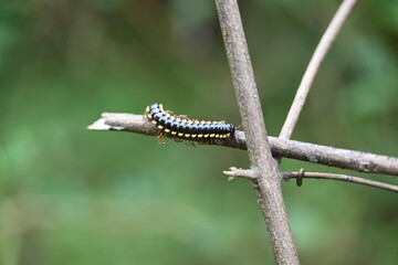 Harpaphe haydeniana millipede. Its common names  yellow spotted millipede, almond scented millipede and  cyanide millipede. This is a species of polydesmidan or flat-backed millipede.