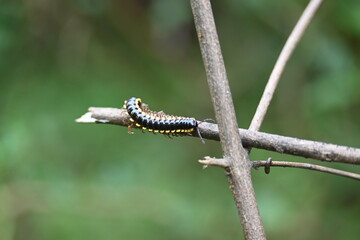Harpaphe haydeniana millipede. Its common names  yellow spotted millipede, almond scented millipede and  cyanide millipede. This is a species of polydesmidan or flat-backed millipede.