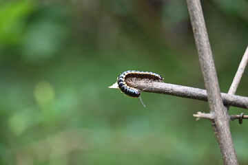 Harpaphe haydeniana millipede. Its common names  yellow spotted millipede, almond scented millipede and  cyanide millipede. This is a species of polydesmidan or flat-backed millipede.