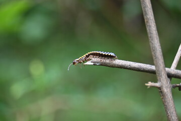 Harpaphe haydeniana millipede. Its common names  yellow spotted millipede, almond scented millipede and  cyanide millipede. This is a species of polydesmidan or flat-backed millipede.