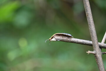 Harpaphe haydeniana millipede. Its common names  yellow spotted millipede, almond scented millipede and  cyanide millipede. This is a species of polydesmidan or flat-backed millipede.