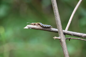 Harpaphe haydeniana millipede. Its common names  yellow spotted millipede, almond scented millipede and  cyanide millipede. This is a species of polydesmidan or flat-backed millipede.