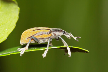 Diaprepes Root Weevil Diaprepes abbreviatus on Yaupon Holly leaves nature pest control agriculture.