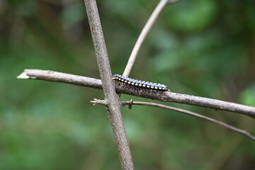 Harpaphe haydeniana millipede. Its common names  yellow spotted millipede, almond scented millipede and  cyanide millipede. This is a species of polydesmidan or flat-backed millipede.