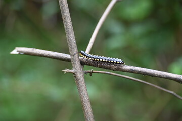 Harpaphe haydeniana millipede. Its common names  yellow spotted millipede, almond scented millipede and  cyanide millipede. This is a species of polydesmidan or flat-backed millipede.