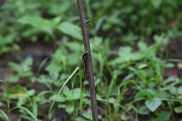 Harpaphe haydeniana millipede. Its common names  yellow spotted millipede, almond scented millipede and  cyanide millipede. This is a species of polydesmidan or flat-backed millipede.