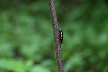 Harpaphe haydeniana millipede. Its common names  yellow spotted millipede, almond scented millipede and  cyanide millipede. This is a species of polydesmidan or flat-backed millipede.