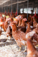 A lot of brown chicken in chicken farm