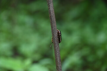 Harpaphe haydeniana millipede. Its common names  yellow spotted millipede, almond scented millipede and  cyanide millipede. This is a species of polydesmidan or flat-backed millipede.