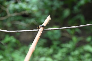 Harpaphe haydeniana millipede. Its common names  yellow spotted millipede, almond scented millipede and  cyanide millipede. This is a species of polydesmidan or flat-backed millipede.