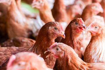 A lot of brown chicken in chicken farm © maybeiii