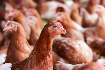 A lot of brown chicken in chicken farm