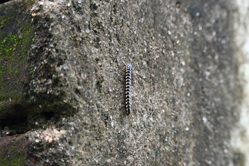 Harpaphe haydeniana millipede. Its common names  yellow spotted millipede, almond scented millipede and  cyanide millipede. This is a species of polydesmidan or flat-backed millipede.