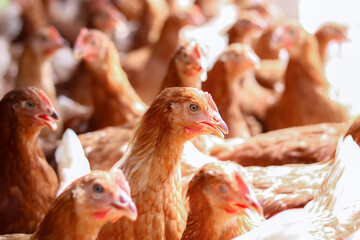 A lot of brown chicken in chicken farm