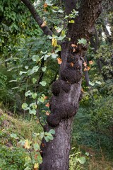 Old tree trunk with burls