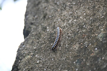 Harpaphe haydeniana millipede. Its common names  yellow spotted millipede, almond scented millipede and  cyanide millipede. This is a species of polydesmidan or flat-backed millipede.