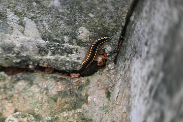 Harpaphe haydeniana millipede. Its common names  yellow spotted millipede, almond scented millipede and  cyanide millipede. This is a species of polydesmidan or flat-backed millipede.