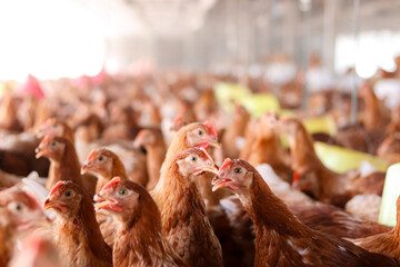 A lot of brown chicken in chicken farm © maybeiii