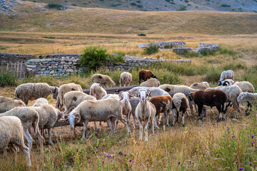 Flock of Sheep on the Mountain Road to Galichnik, Their Pasture Home in North Macedonia