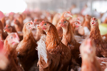 A lot of brown chicken in chicken farm