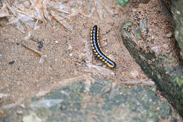 Harpaphe haydeniana millipede. Its common names  yellow spotted millipede, almond scented millipede and  cyanide millipede. This is a species of polydesmidan or flat-backed millipede.