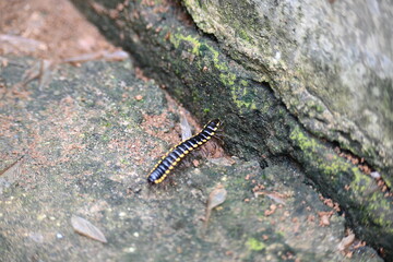 Harpaphe haydeniana millipede. Its common names  yellow spotted millipede, almond scented millipede and  cyanide millipede. This is a species of polydesmidan or flat-backed millipede.
