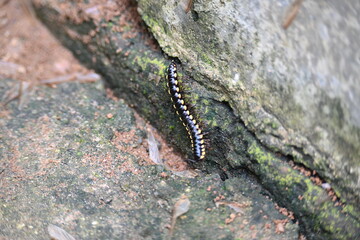 Harpaphe haydeniana millipede. Its common names  yellow spotted millipede, almond scented millipede and  cyanide millipede. This is a species of polydesmidan or flat-backed millipede.