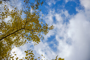Golden ginkgo leaves against blue sky in autumn
