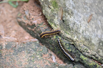 Harpaphe haydeniana millipede. Its common names  yellow spotted millipede, almond scented millipede and  cyanide millipede. This is a species of polydesmidan or flat-backed millipede.
