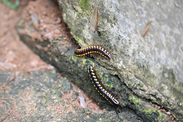 Harpaphe haydeniana millipede. Its common names  yellow spotted millipede, almond scented millipede and  cyanide millipede. This is a species of polydesmidan or flat-backed millipede.