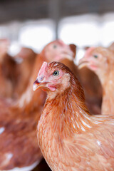 Close up of brown chicken in chicken farm