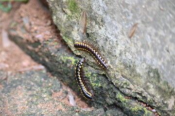 Harpaphe haydeniana millipede. Its common names  yellow spotted millipede, almond scented millipede and  cyanide millipede. This is a species of polydesmidan or flat-backed millipede.