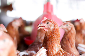 Close up of brown chicken in chicken farm