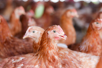 Close up of brown chicken in chicken farm