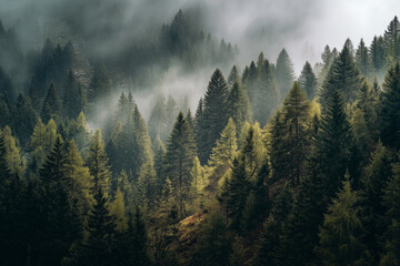 Ariel Shot of fog forest sunny