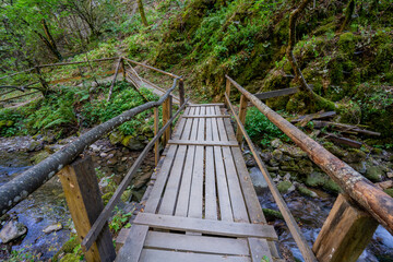 Wooden Forest Bridge Spanning a Gentle Mountain Stream