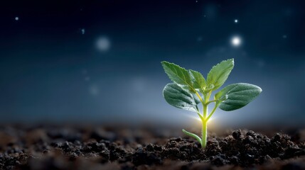Nurturing growth young plant emerges from soil under night sky nature photography tranquil environment close-up view