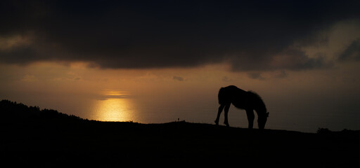 Pottoka horse at sunset on Mount Jaizkibel, Euskadi