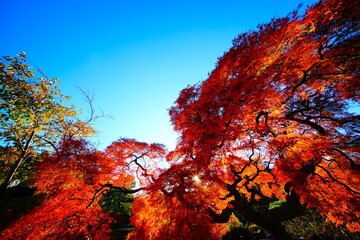 ヤマモミジの紅葉